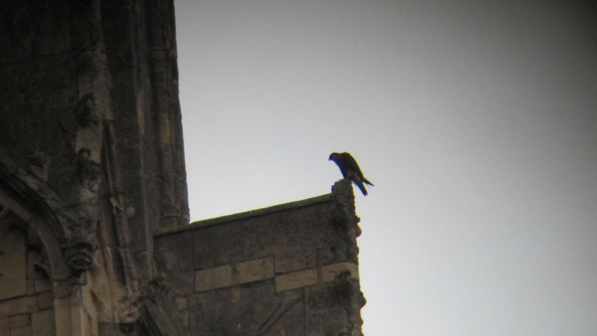 Beverley Minster Hopes for New Falcon Family This Summer