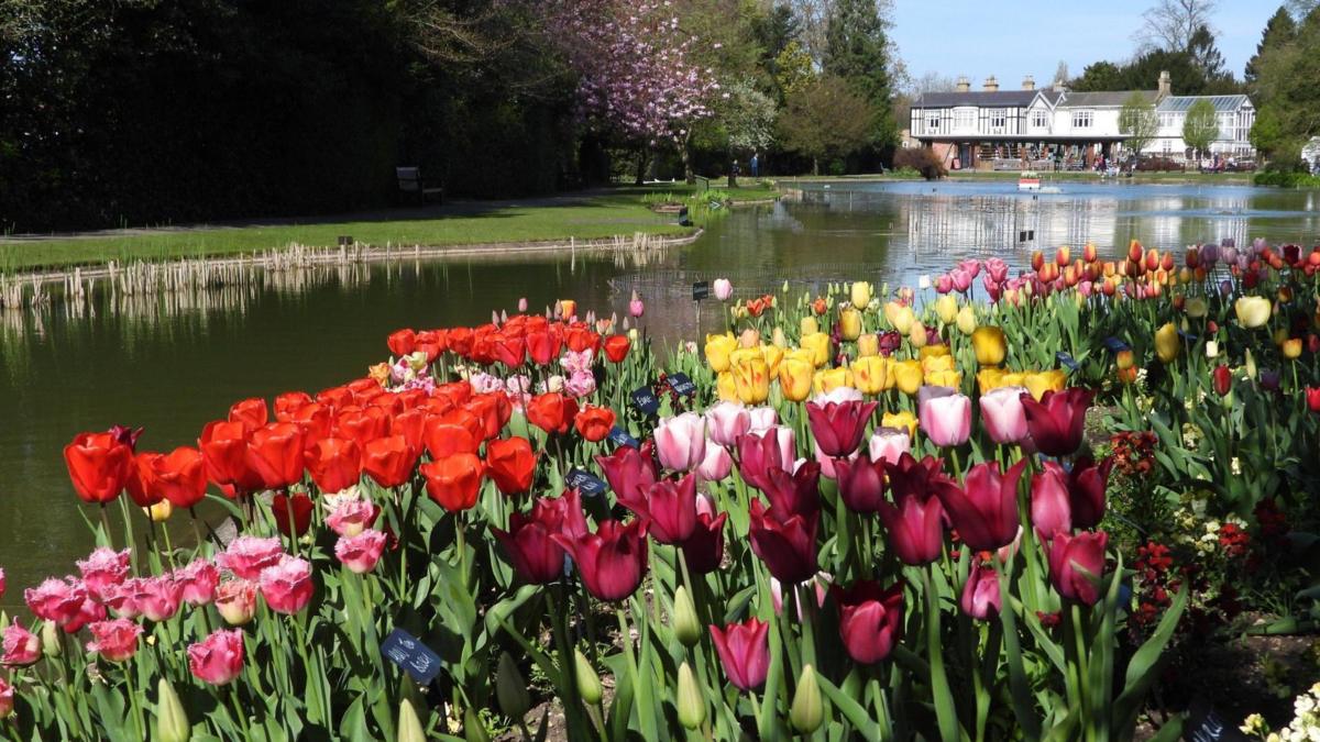 Bursting with Blooms: Pocklington's Tulip Festival Welcomes Spring