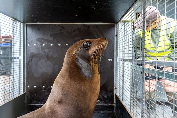 Cisco the Sea Lion Arrives at Yorkshire Wildlife Park: A New Star for Local Families