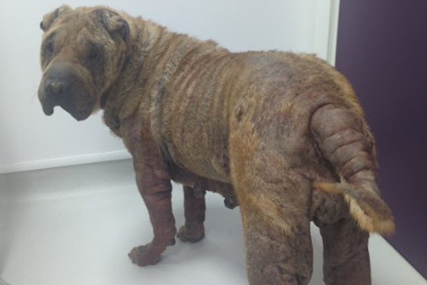 Dog Owner Banned from Keeping Animals After Severe Neglect Case