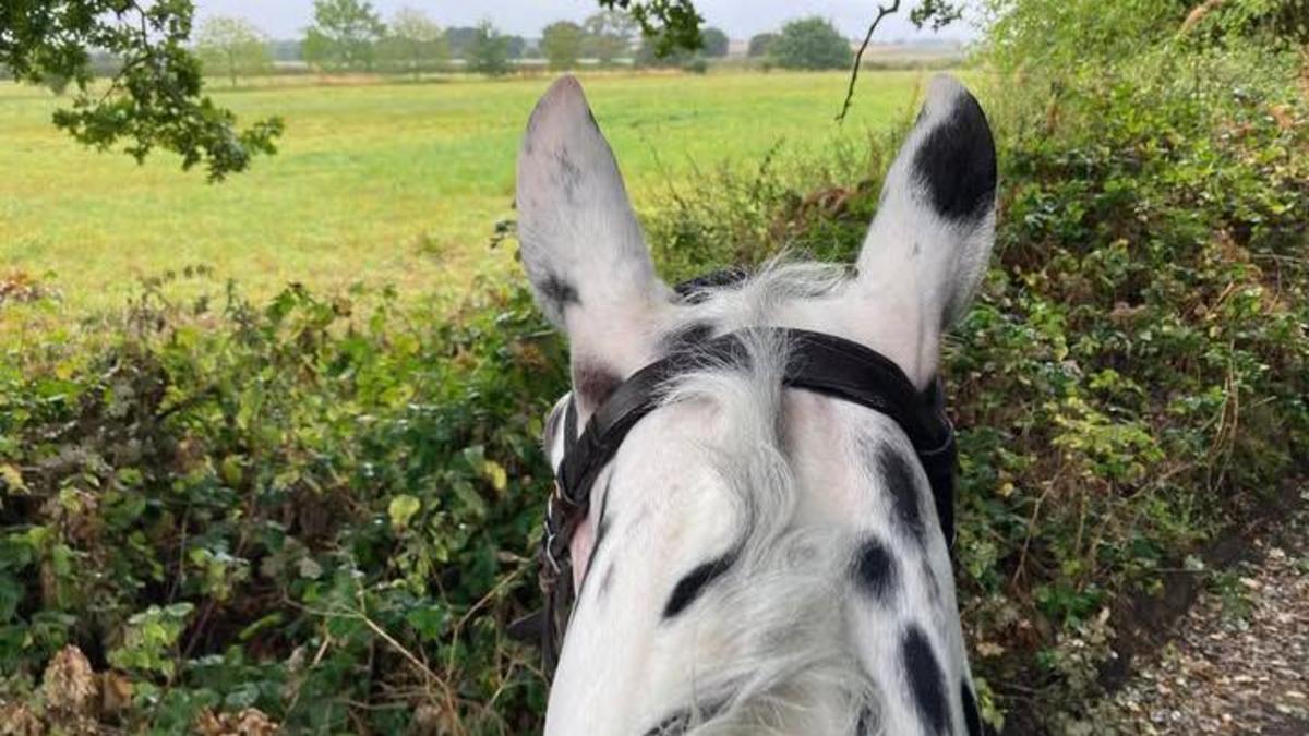 East Yorkshire Drivers Urged to Respect Horses on the Road