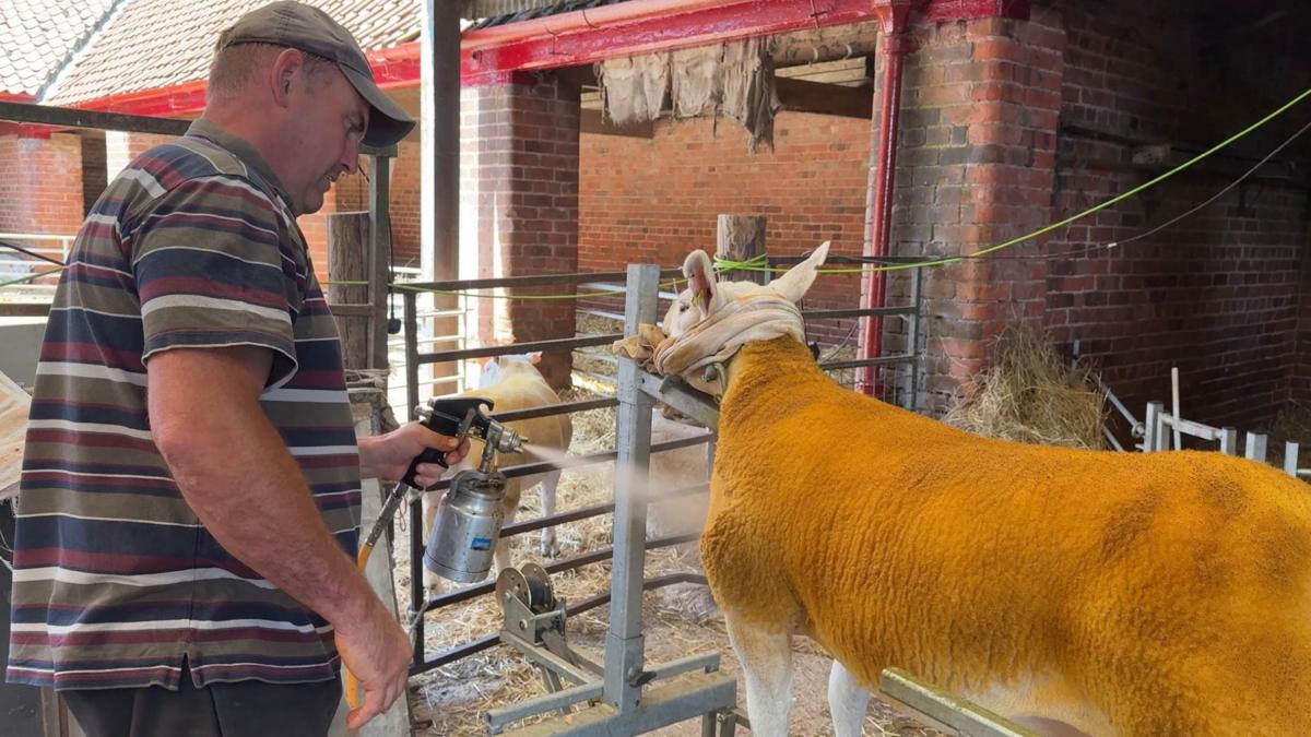 East Yorkshire Farmer's Sheep Shine with a Spray Tan at Local Show