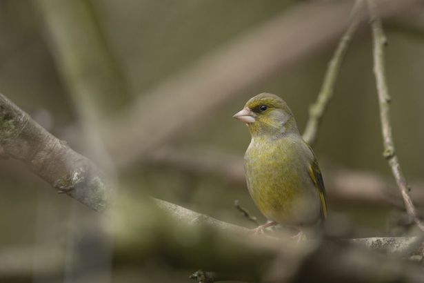 East Yorkshire Residents Contribute to the RSPB Big Garden Birdwatch 2026