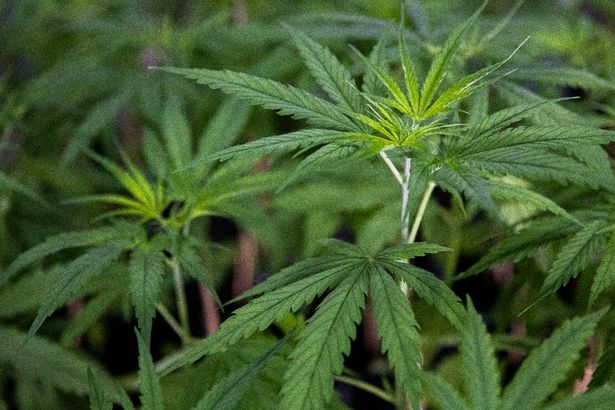 East Yorkshire Trio Caught in Cannabis Cultivation Bust with Bizarre Excuses