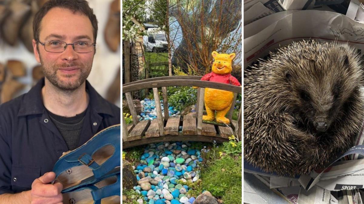Feel-Good Stories Light Up East Yorkshire: Hedgehog Rescues and More