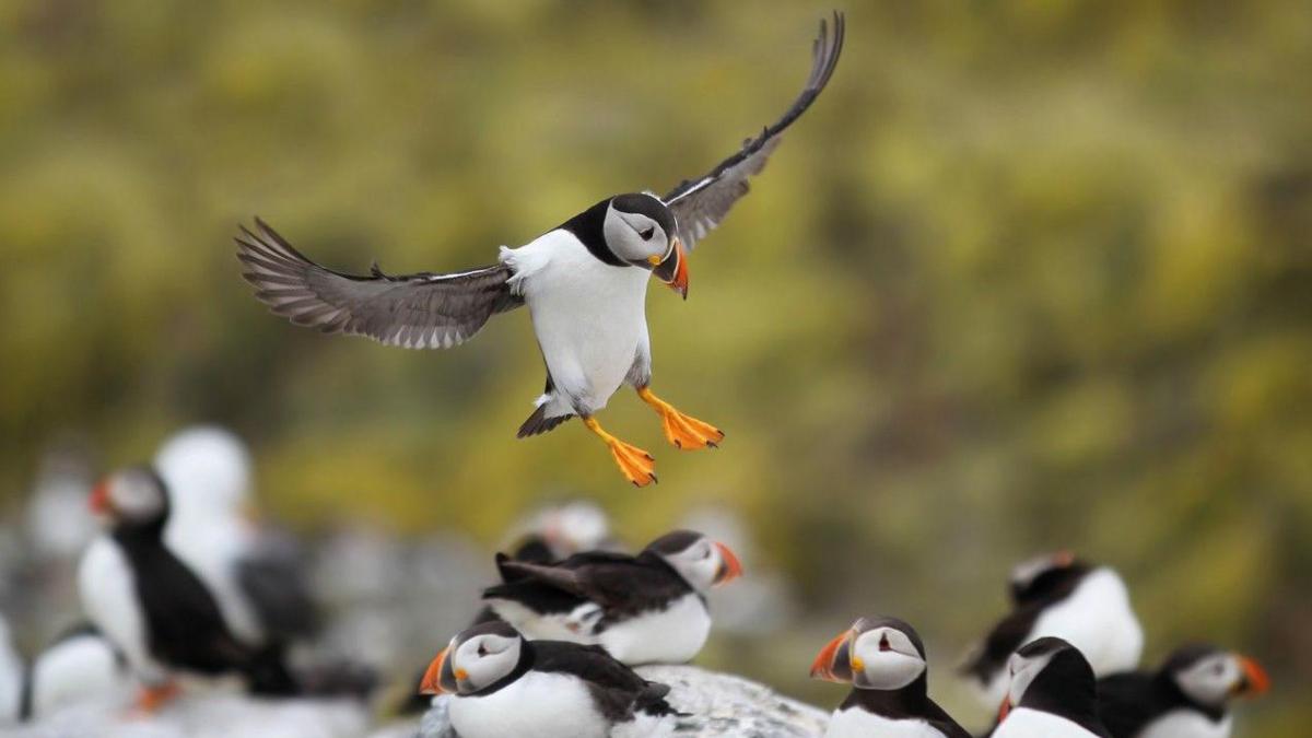 Flamborough to Host Puffin Festival Celebrating Local Seabird Population