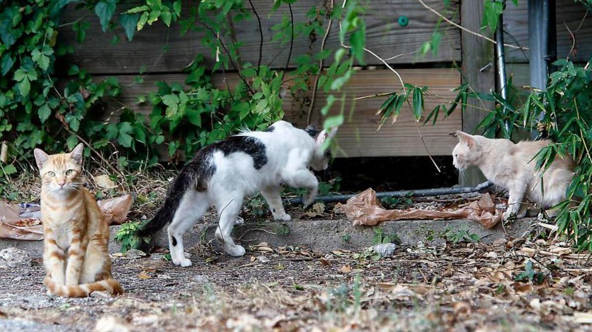 Generous Legacy for Feral Felines: £20,000 Fund Established in East Yorkshire