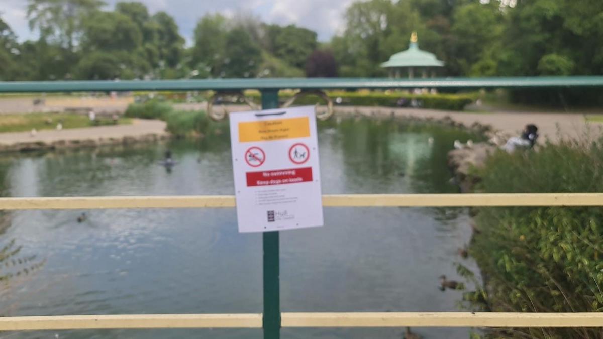 Health Alerts Issued as Blue-Green Algae Found in Hull Park Pond