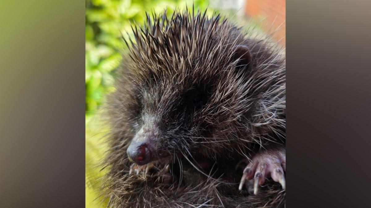 Holderness Hedgehog Hospital Faces Surge in Rescues Amid Heatwave