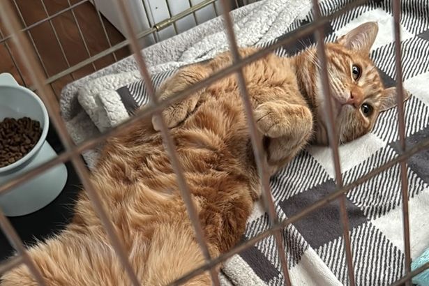 Hull's Harley's Angels Calls for Help Amid Cat Rescue Crisis