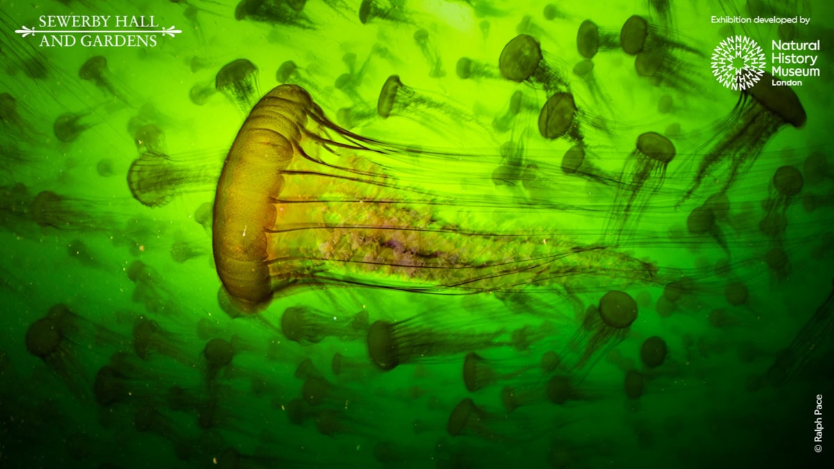 Iconic Wildlife Photographer of the Year Exhibition Returns to Sewerby Hall