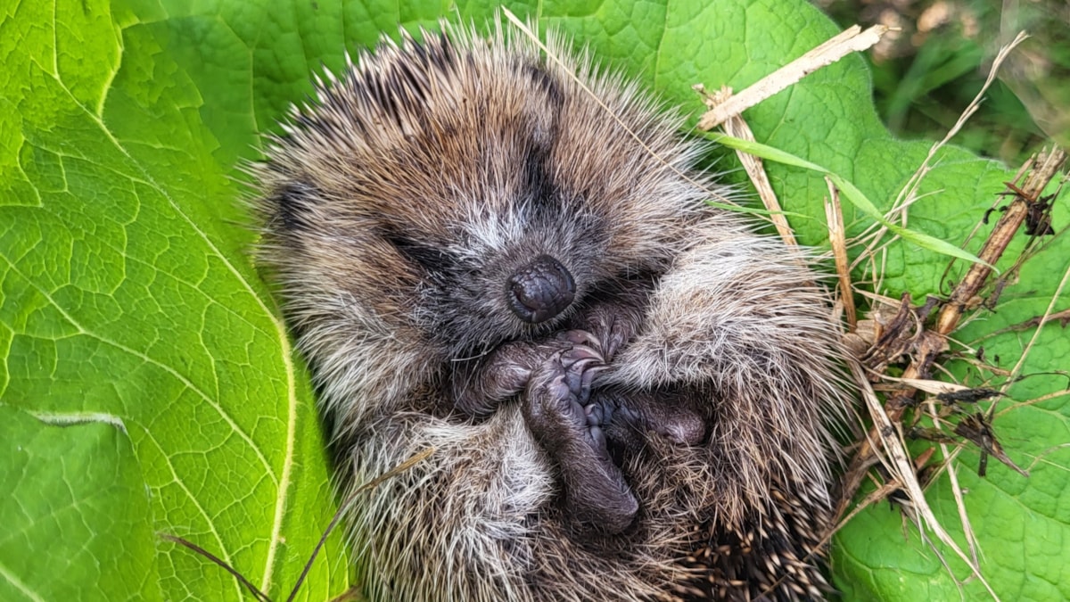 New Hedgehog Highways Initiative Launched in East Riding