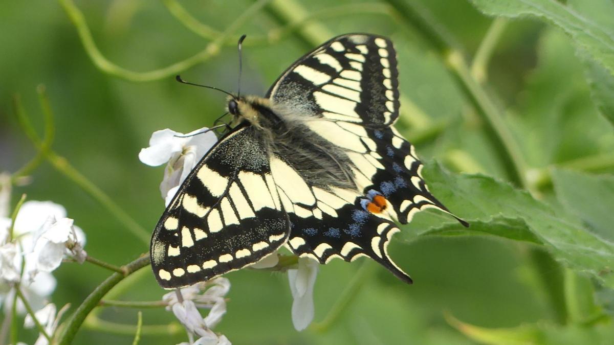 Rare Butterfly Restoration Project Takes Flight in East Yorkshire