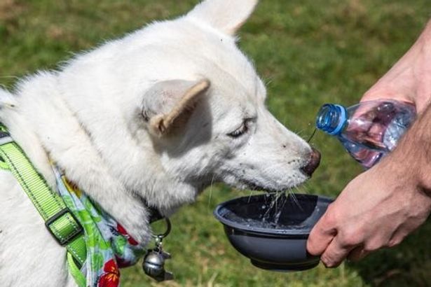 RSPCA Sounds Alarm as Heatwave Sweeps Across East Yorkshire