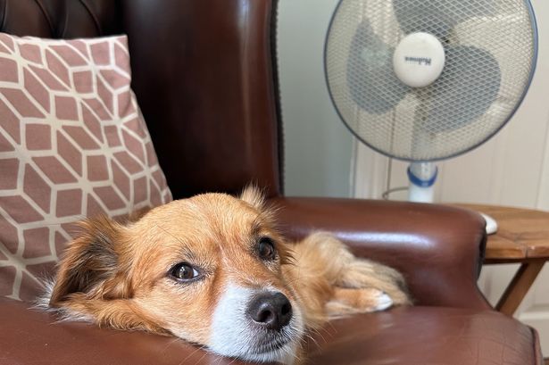 RSPCA Urges East Yorkshire Residents to Keep Dogs Indoors Amid Heatwave Warnings