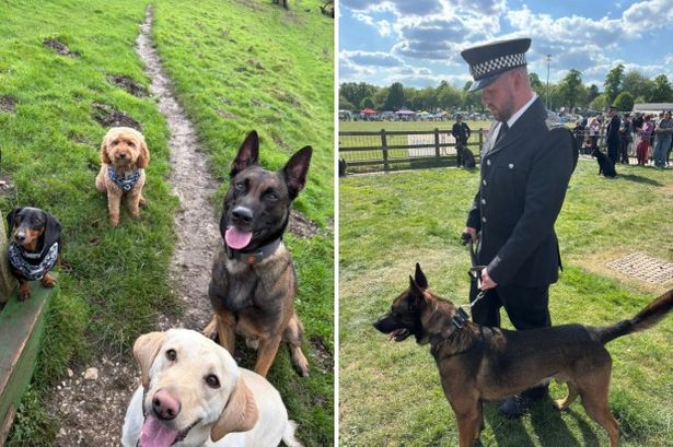 The Dynamic Duo of East Yorkshire: PC Dan Silcock and PD Riggs Keep Our Streets Safe