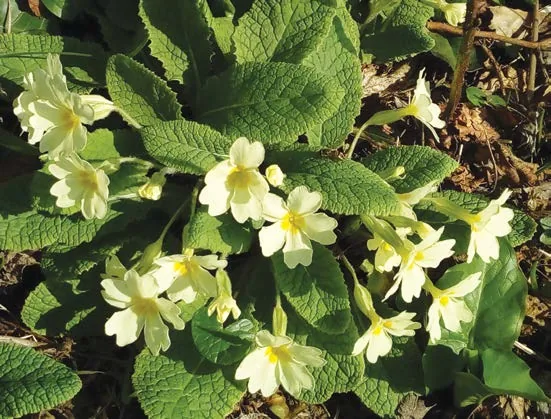 Welcoming Spring: Gardening Tips and Seasonal Plant Lore